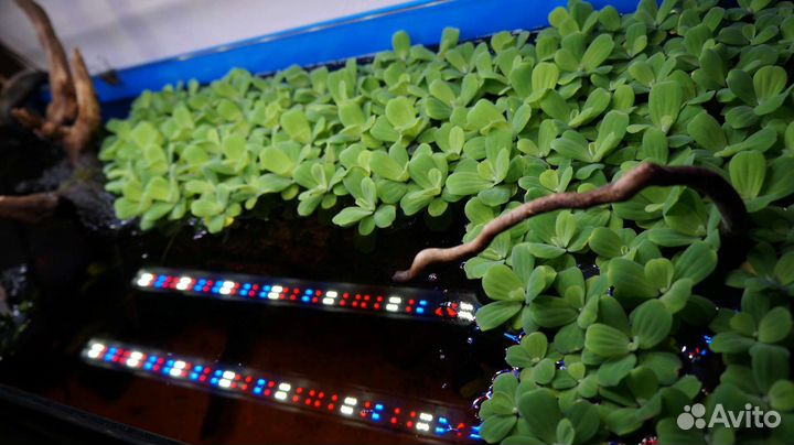 Аквариумные растения