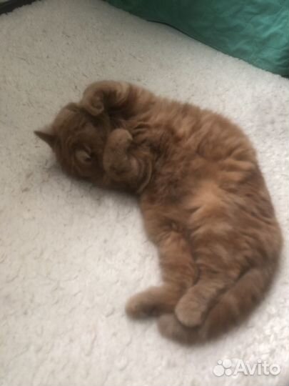 Кошки в добрые руки бесплатно