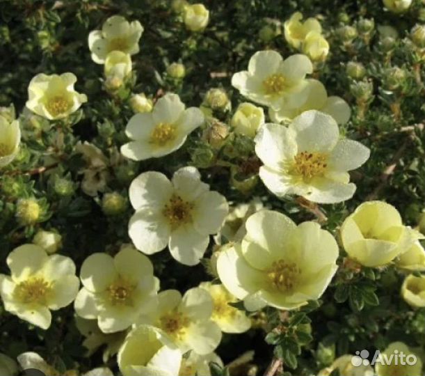 Туя брабант