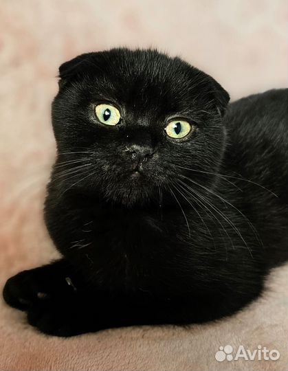 Кошки в добрые руки бесплатно