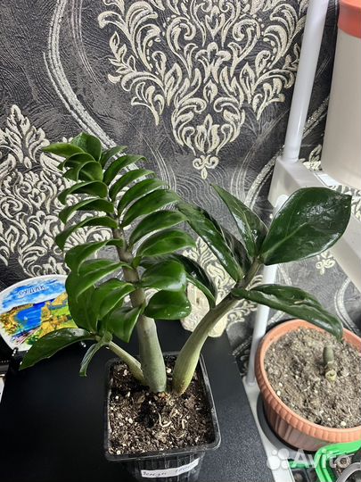 Замиокулькас Зензи