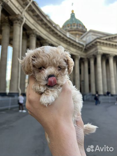 Мальтипу F1 mini, девочка premium