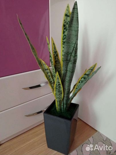 Сансевиерия