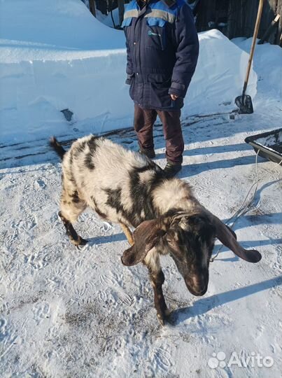 Англо нубийский козел