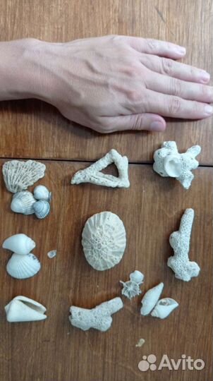 Морские ракушки и кораллы для аквариума