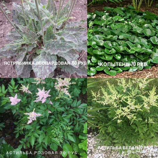 Многолетние цветы для сада