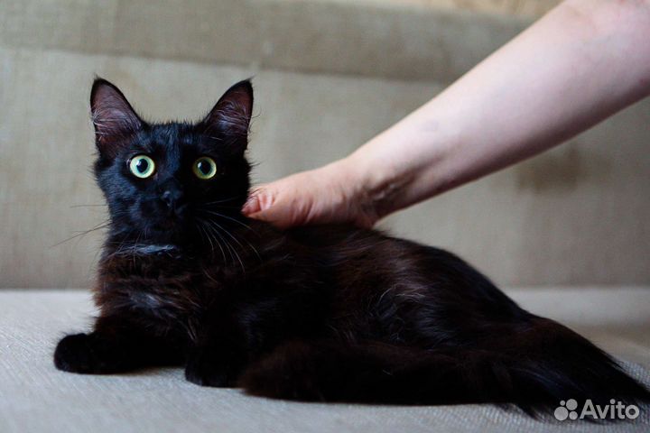 Черный котенок в добрые руки