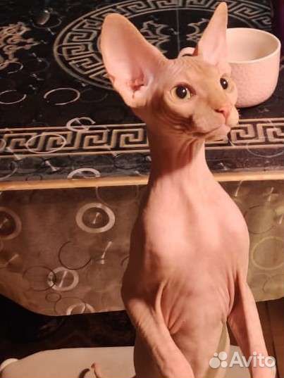 Котята сфинкс