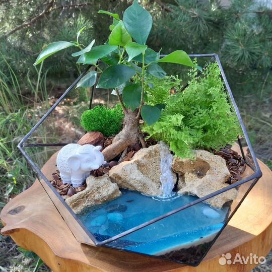 Флорариум бонсай