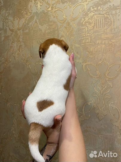 Джек Рассел терьер