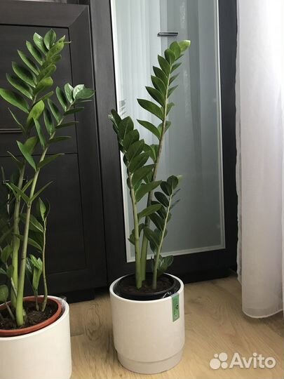 Замиокулькасы (долларовое дерево) высокие, кустами