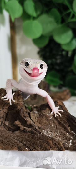 Гекон эублефар