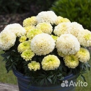 Белые карликовые бархатцы Вайтголд мини