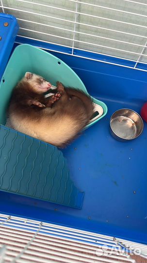 Хорек с клеткой