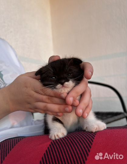 Котята (олухи) в добрые руки