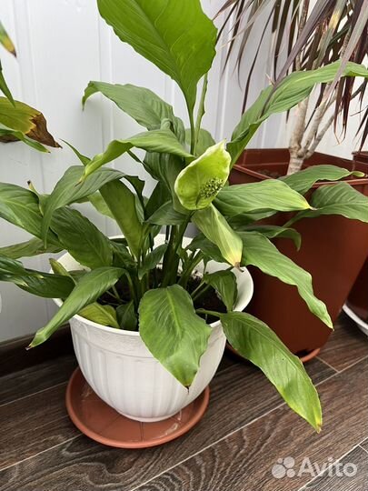 Спатифиллум