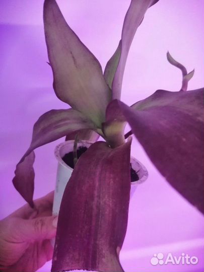 Каланхое лечебное, алое, золотой ус