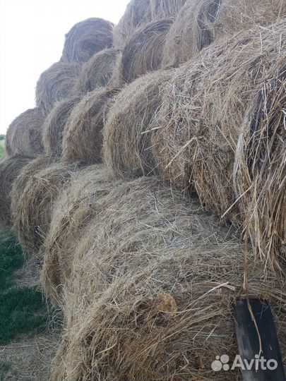 Сено луговое