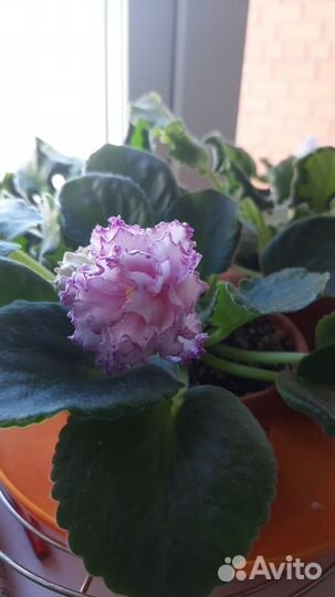 Детки сортовых фиалок