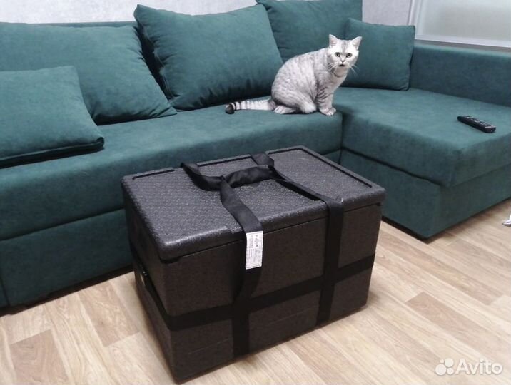 Ударостойкие термобоксы