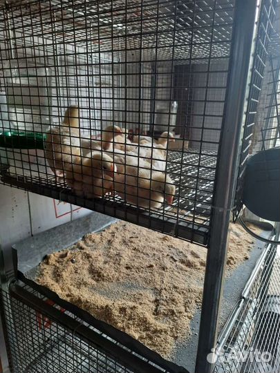 Клетка металлическая