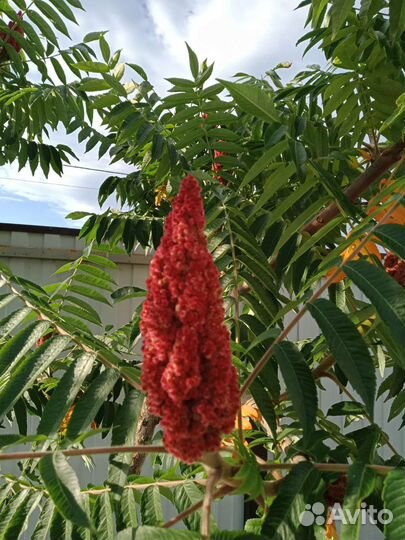 Саженцы сумах оленерогий