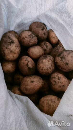 Продам картофель