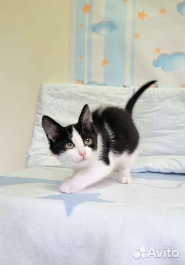 Молли 2 месяца, привита, горшок на 5+