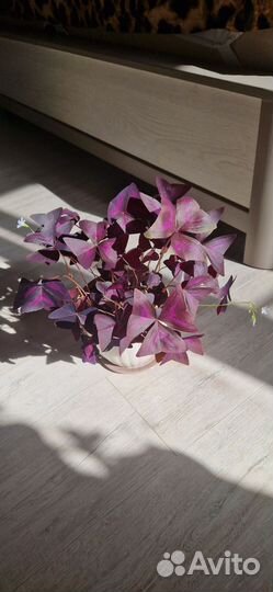 Кислица оксалис