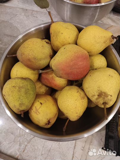 Груша садовая