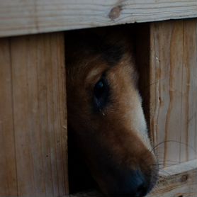 Собака мученник