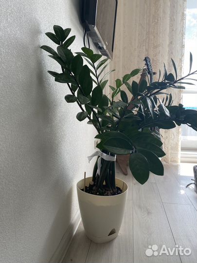 Замиокулькас