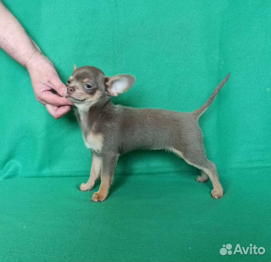 Лиловые чихуахуа
