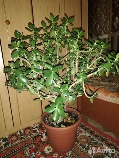 Толстянка (денежное дерево)