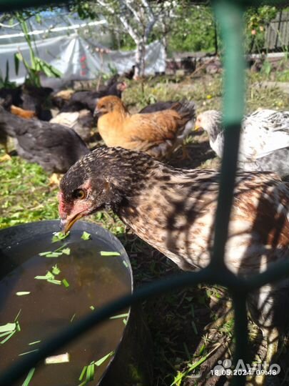 Цыплята несушки