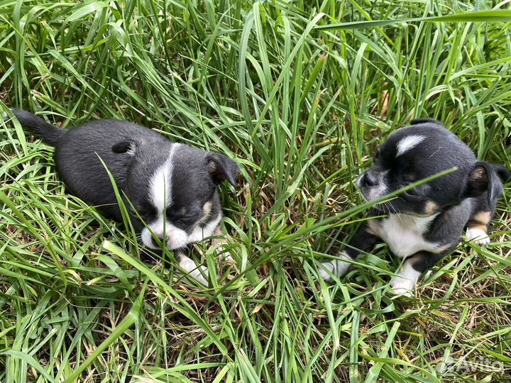 Щенки чихуахуа