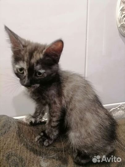 Котенок девочка необычного окраса 3 месяца