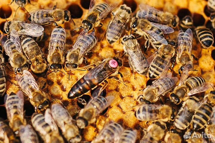 Пчелопакеты 3+1, Бакфаст f1 с ящиком для перевозки