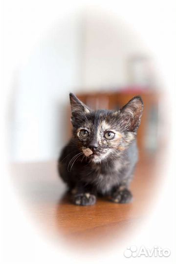 Кошка,котенок,2 месяца