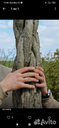 Плетеные деревья из ивы, русская пальма