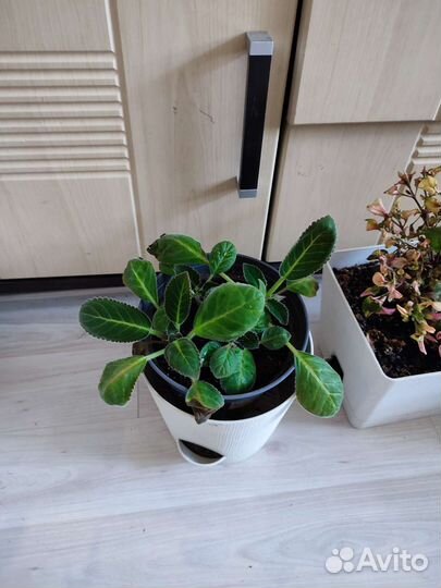 Комнатные цветы