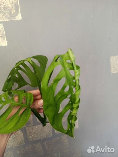 Монстера фридрихшталя