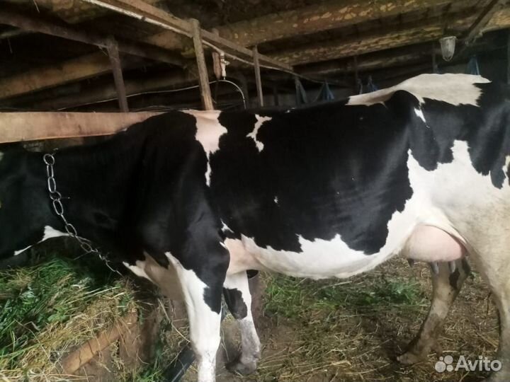 Продам корову