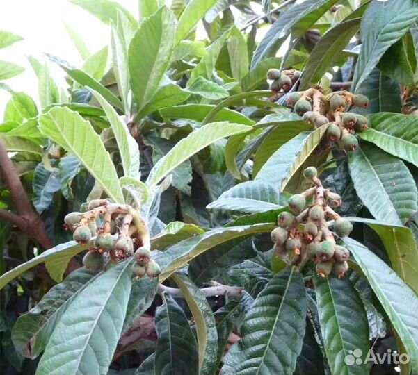 Листья Мушмулы на чай