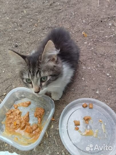 Котенок