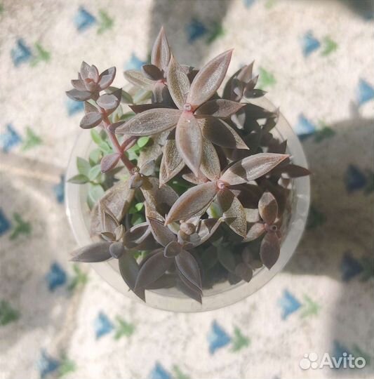 Суккуленты