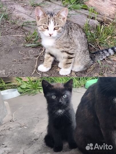 Котенок в дар бесплатно