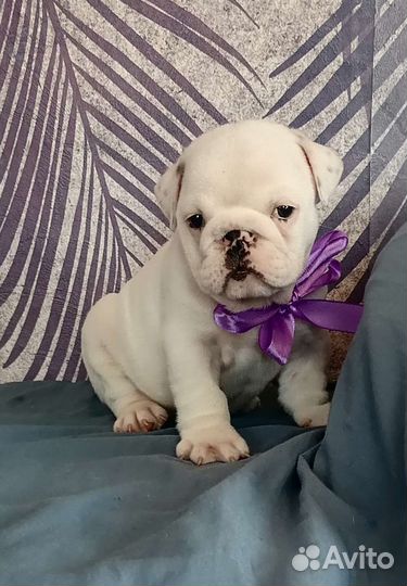 Мальчик красавчик и девочка принцесса