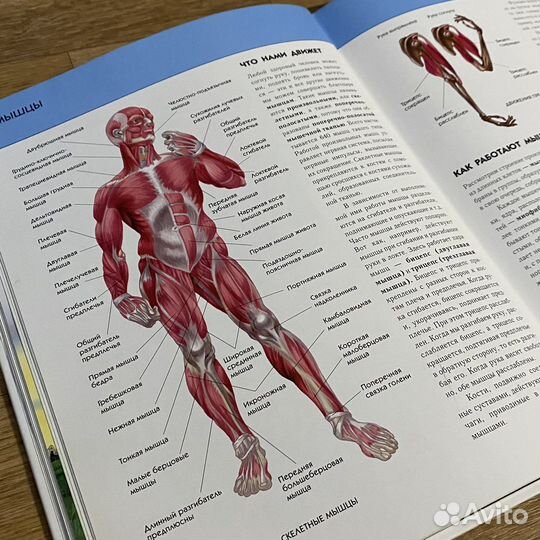Человек. Полная энциклопедия