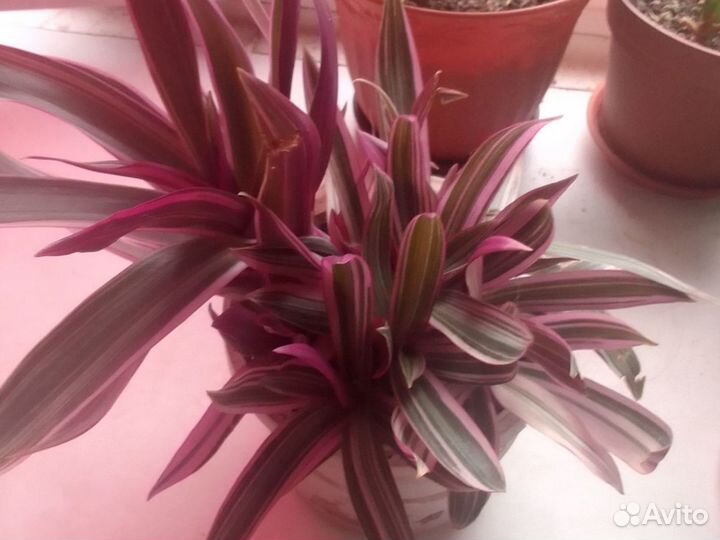 Традесканция разноцветная